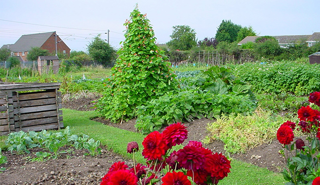 royston garden allotments