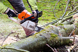 Tree Felling Notification
