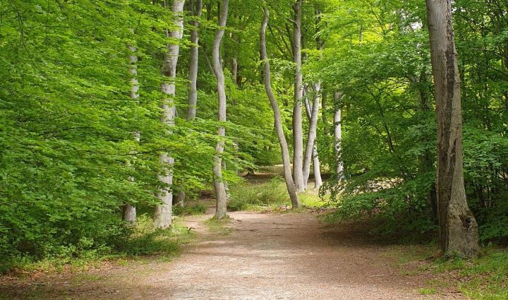Royston Plantations Tree Survey 2022