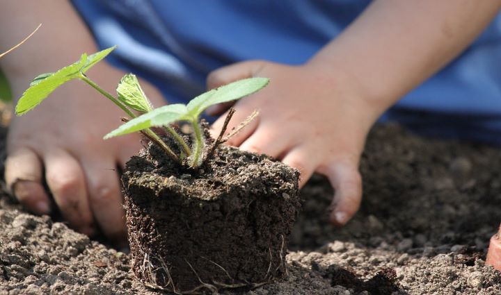 Royston Allotments Open Day 2022